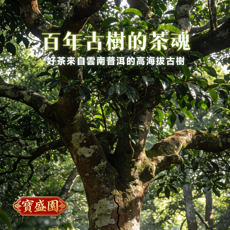 Chenpi & Ancient Tree Pu-erh Tea